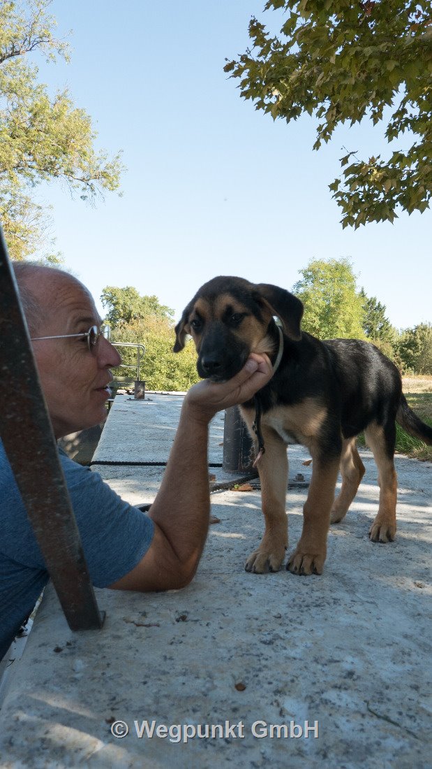 Ein junger Schleusenhund